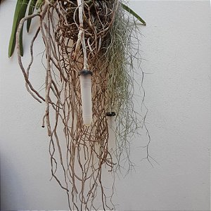 Tubete de Água para Orquídeas Aéreas (Vandas, Ascocendas, etc)