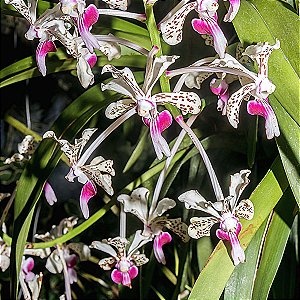 Vanda tricolor suavis