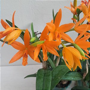 Laeliocattleya trick or treat
