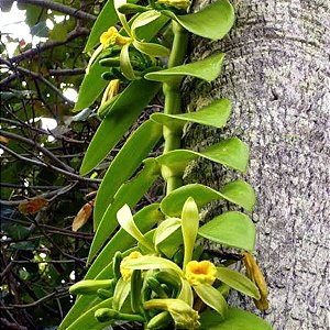 Vanilla planifolia (Baunilha)
