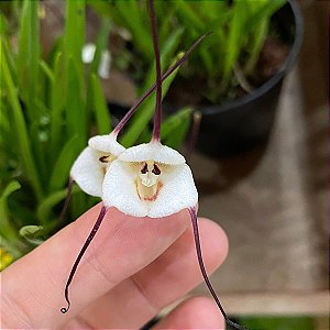 Drácula lotax (Cara de Macaco) - Orquídeas & Cia
