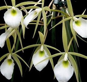 Brassavola perrini (Orquídea cebolinha) - Orquídeas & Cia