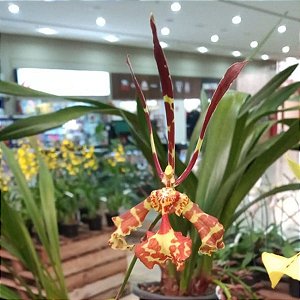 Oncidium papilio (Psychopsis papilio) Orquídea Mariposa