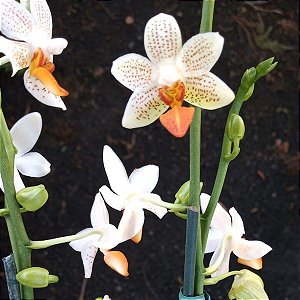 Phalaenopsis mini Mark