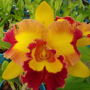 Brassolaeliocattleya Nobile's tropical - Orquídeas & Cia