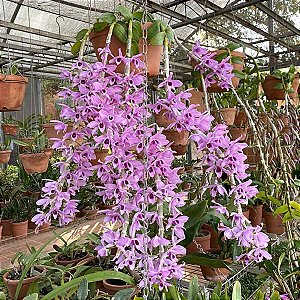 Dendrobium superbum ou anosmum pequena