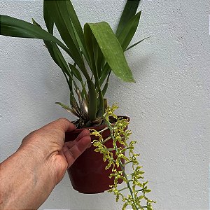 Gomesa crispa