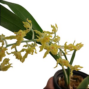 Gomesa sp