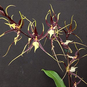Miltassia kauai's choice Orquídea Aranha Negra - Orquídeas & Cia