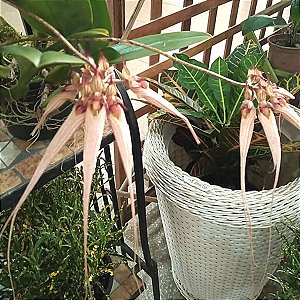 Bulbophyllum Louis sander