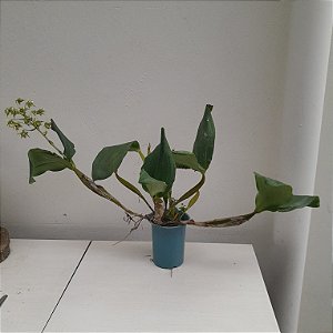 Dendrobium polysema