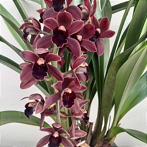 Cymbidium black shower Orquídea Negra