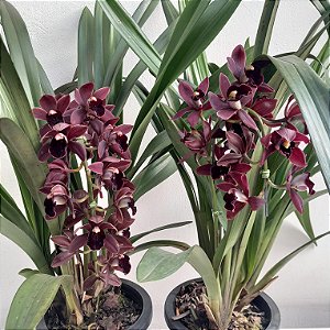 Cymbidium black shower (Orquídea Negra)