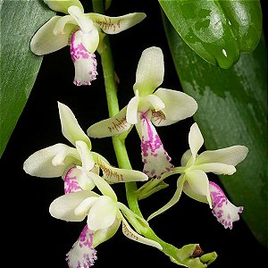 Phalaenopsis - Orquídeas & Cia