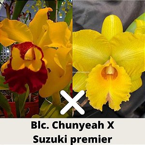 Brassolaeliocattleya Chunyeah X Blc. Suzuki premier