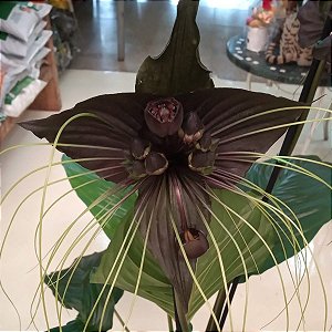 Flor-morcego (Tacca chantrieri) - Orquídeas & Cia