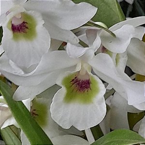 Dendrobium albiflorum muda