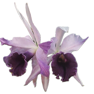 Lc. Roebling adulta (L. purpurata.trilabelo x C. gaskeliana alba)