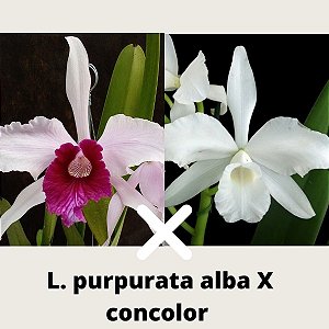Laelia purpurata alba x concolor