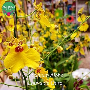 Oncidium aloha (Chuva de Ouro) - Orquídeas & Cia