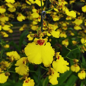 Oncidium aloha (Chuva de Ouro)