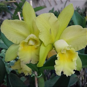 Rhyncholaeliocattleya Waikiki Gold (Rlc. Surpresa Rosa x C. forbesii)