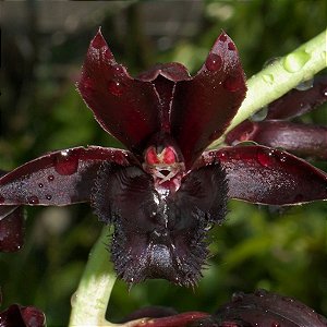 Fredclarkeara Fdk. Midnight Lace (orquídea negra) - Orquídeas & Cia