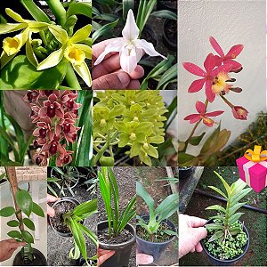 Kit Orquídea Terrestre + Brinde