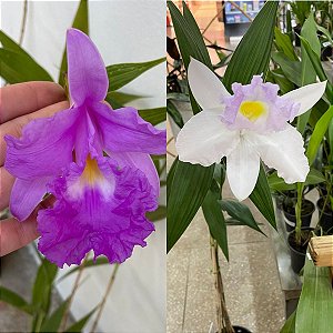 Sobralia (cores diversas)