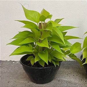 Folhagem Jiboia Neon (Vaso de Cuia)