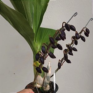 Catasetum Fredclarkeara Fdk. After Dark (orquídea negra)