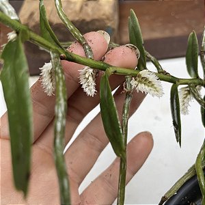 Campylocentrum aromaticum