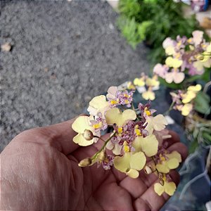 Mini e Micro Orquídeas - Orquídeas & Cia