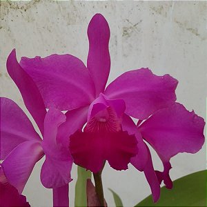 Brassolaeliacattleya Yamanashi x Cattleya guttata