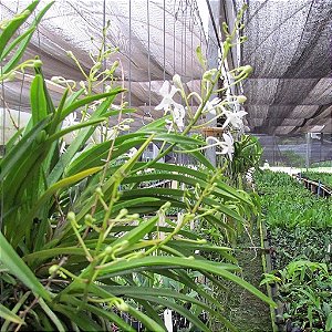 Neofinetia falcata (Orquídea Samurai)