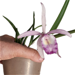 Brassavola perrini x Cattleya intermedia