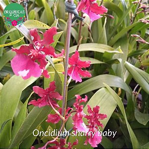 Oncidium Sharry baby (Orquídea chocolate)