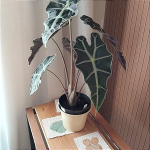 Folhagem Alocasia amazonica