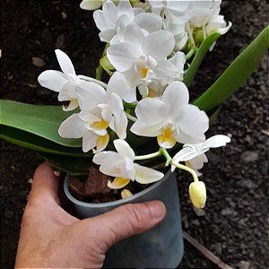 Mini Phalaenopsis branca Joy Spring Venus