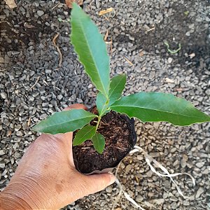 Espinheira-santa (Maytenus ilicifolia)