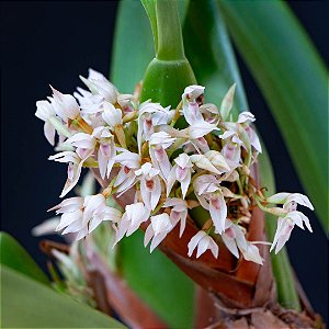 Maxillaria densa