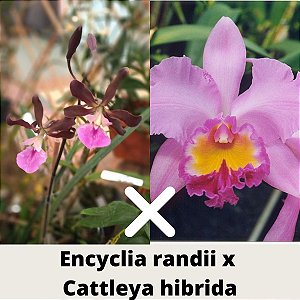 Encyclia randii x Cattleya hibrida