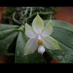Phalaenopsis bellina alba