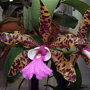 Cattleya aclandiae