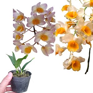 Dendrobium thyrsiflorum x Dendrobium farmerii