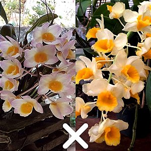 Dendrobium thyrsiflorum x Dendrobium farmerii