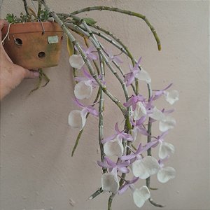 Dendrobium primulinum