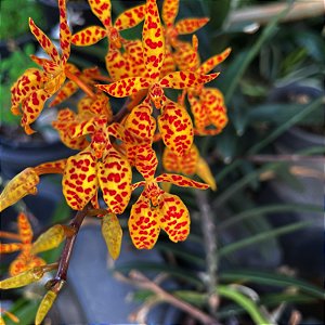 Renanthera monachica