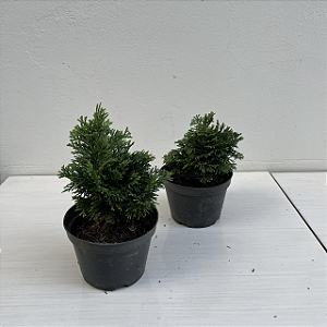 Folhagem para Bonsai Tuia Chamaecyparis nana