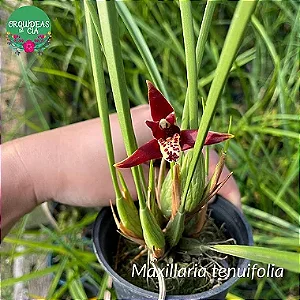Maxillaria tenuifolia escuro